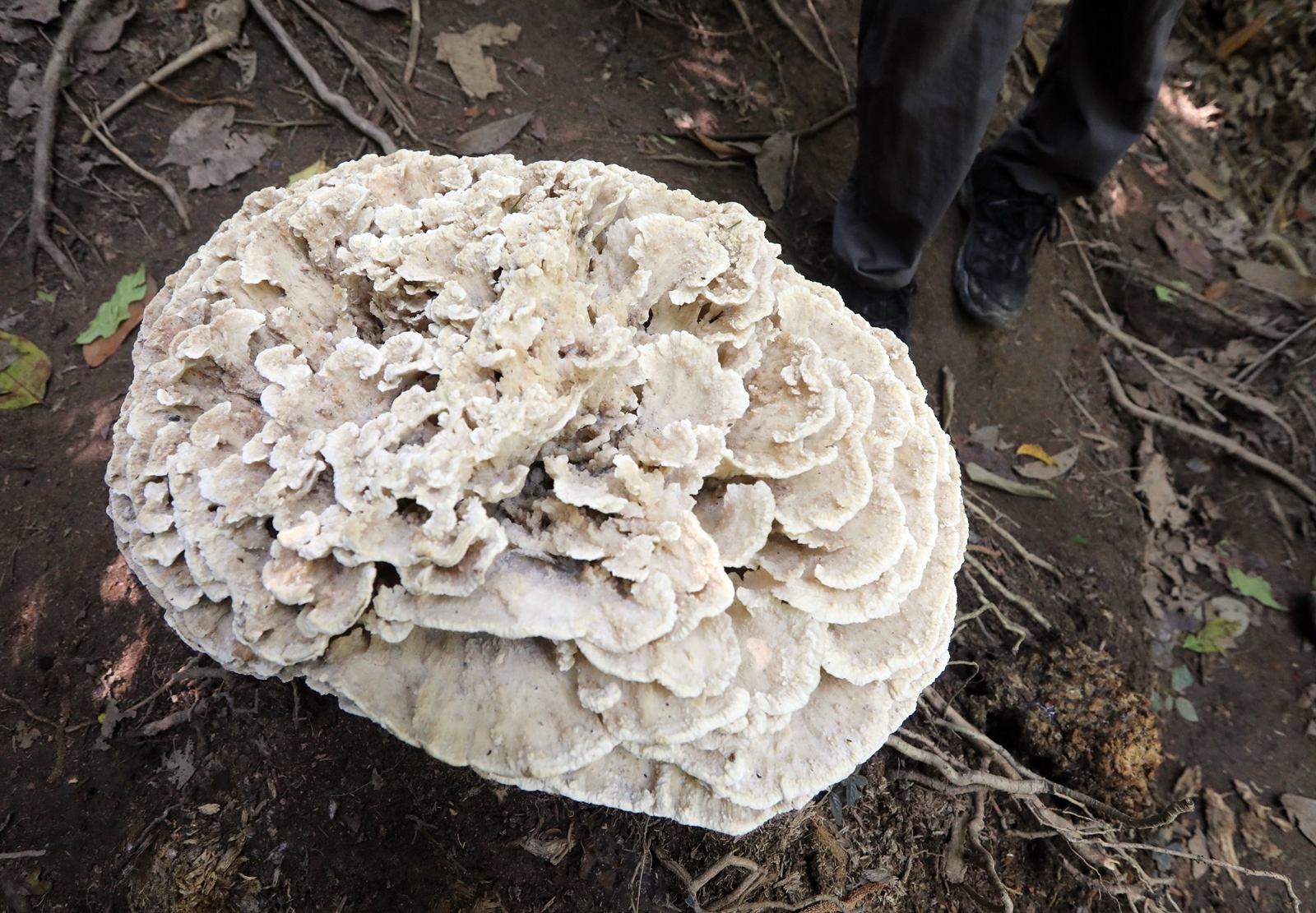 大都会-登山客在武吉加拉山发现罕见植物