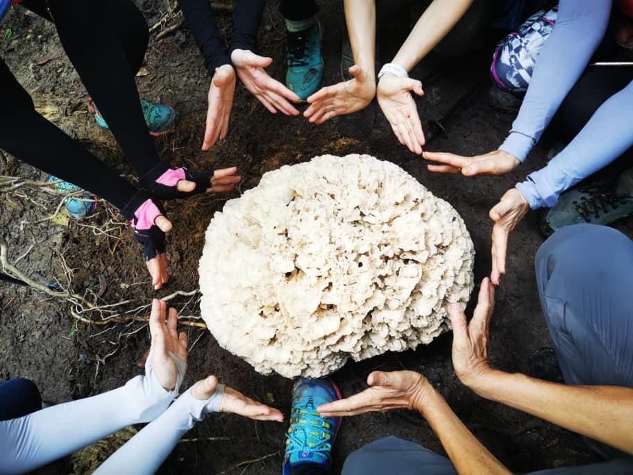 大都会-登山客在武吉加拉山发现罕见植物