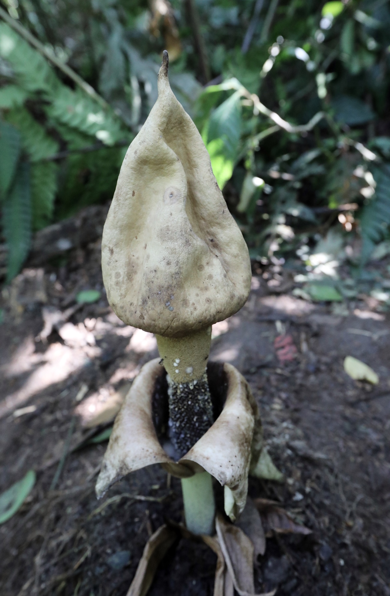 大都会-登山客在武吉加拉山发现罕见植物