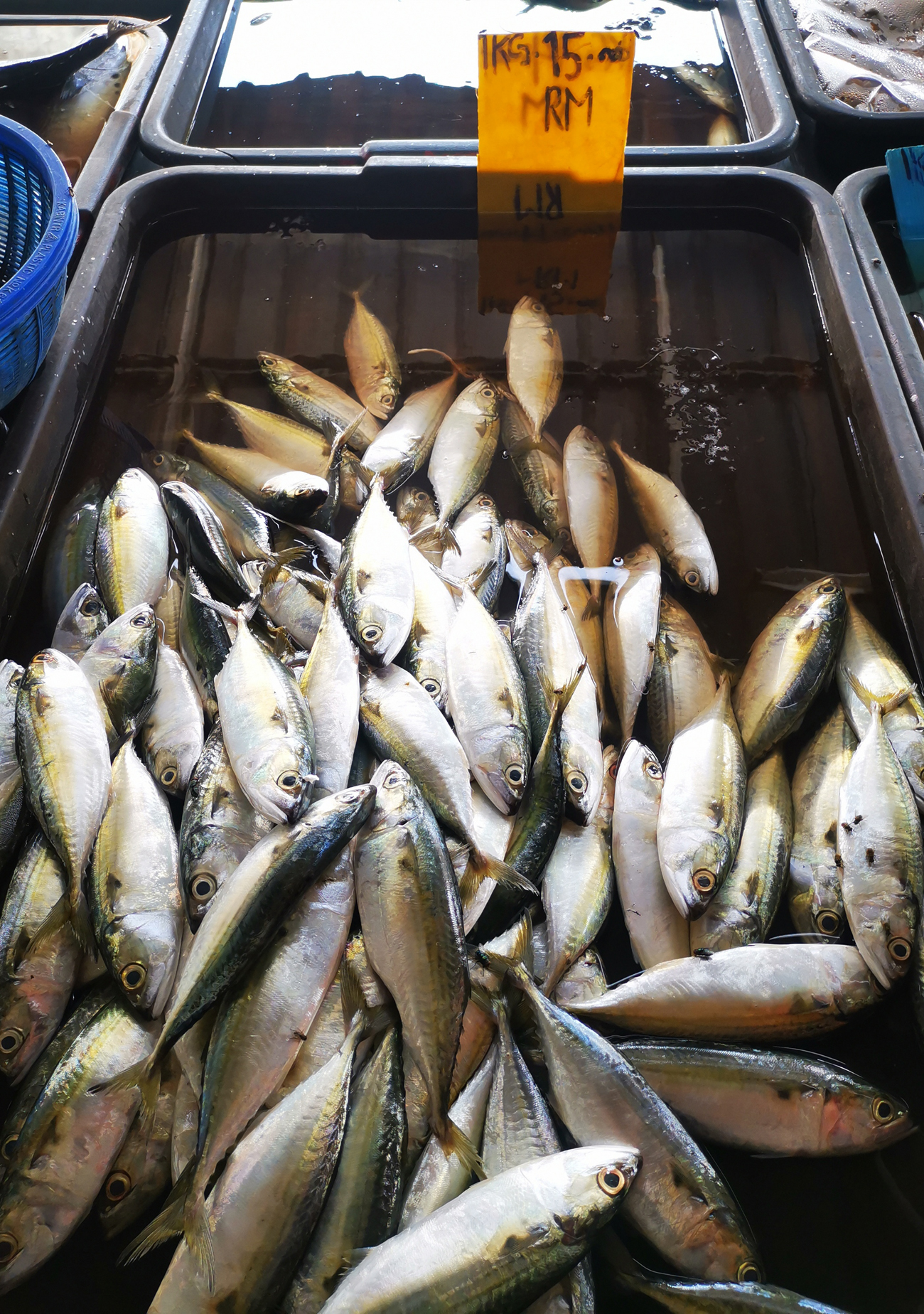 大霹雳时事焦点/海上恶劣天气渔船减出海 市场高档鱼缺货