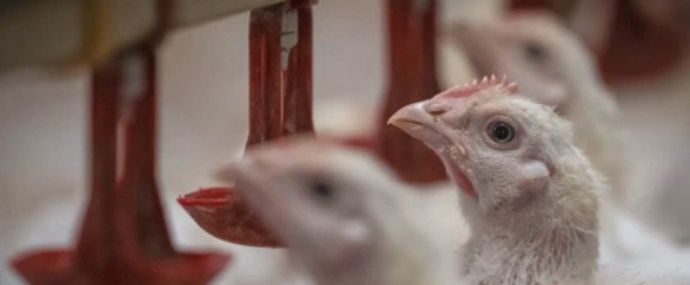 **已签发**全国(新加坡新闻):狮城企业大马养鸡,想要宰了出口也没办法