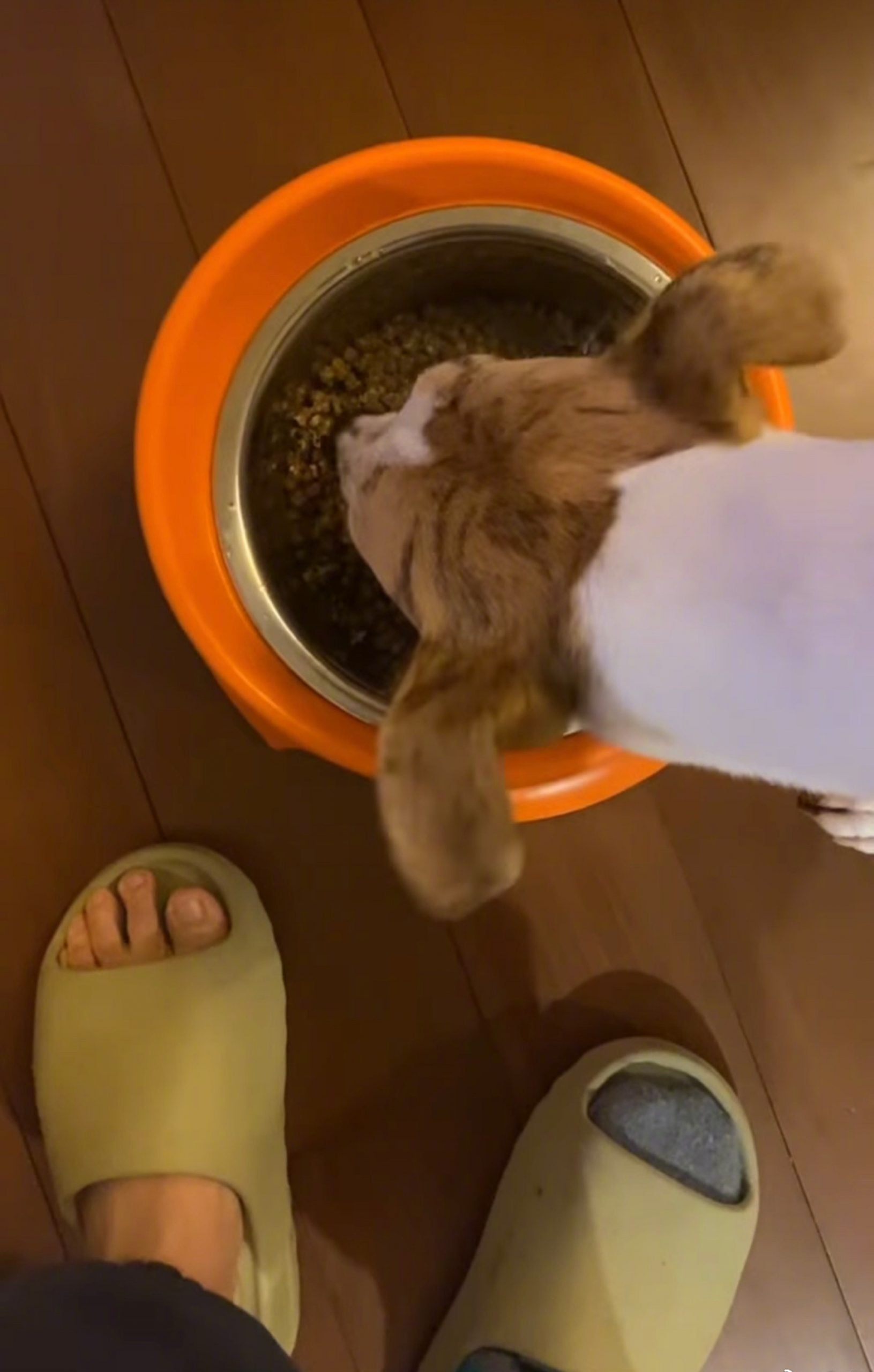 彭于晏晒狗意外引热议 网民:大脚趾为什么那么短