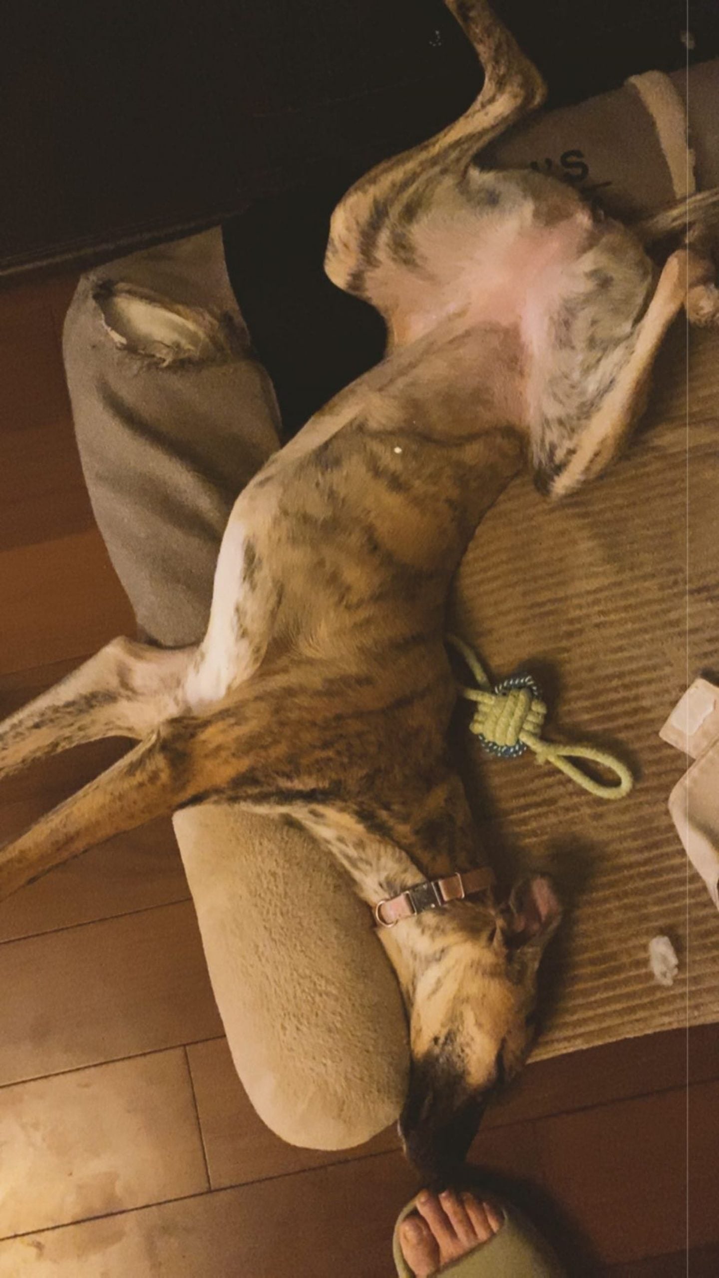 彭于晏晒狗意外引热议 网民:大脚趾为什么那么短