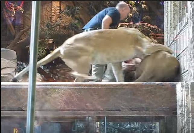 拼盘/公狮被瞪怒攻管理员 母狮竟出手救援人类