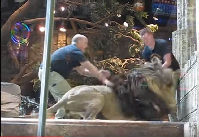 拼盘/公狮被瞪怒攻管理员 母狮竟出手救援人类
