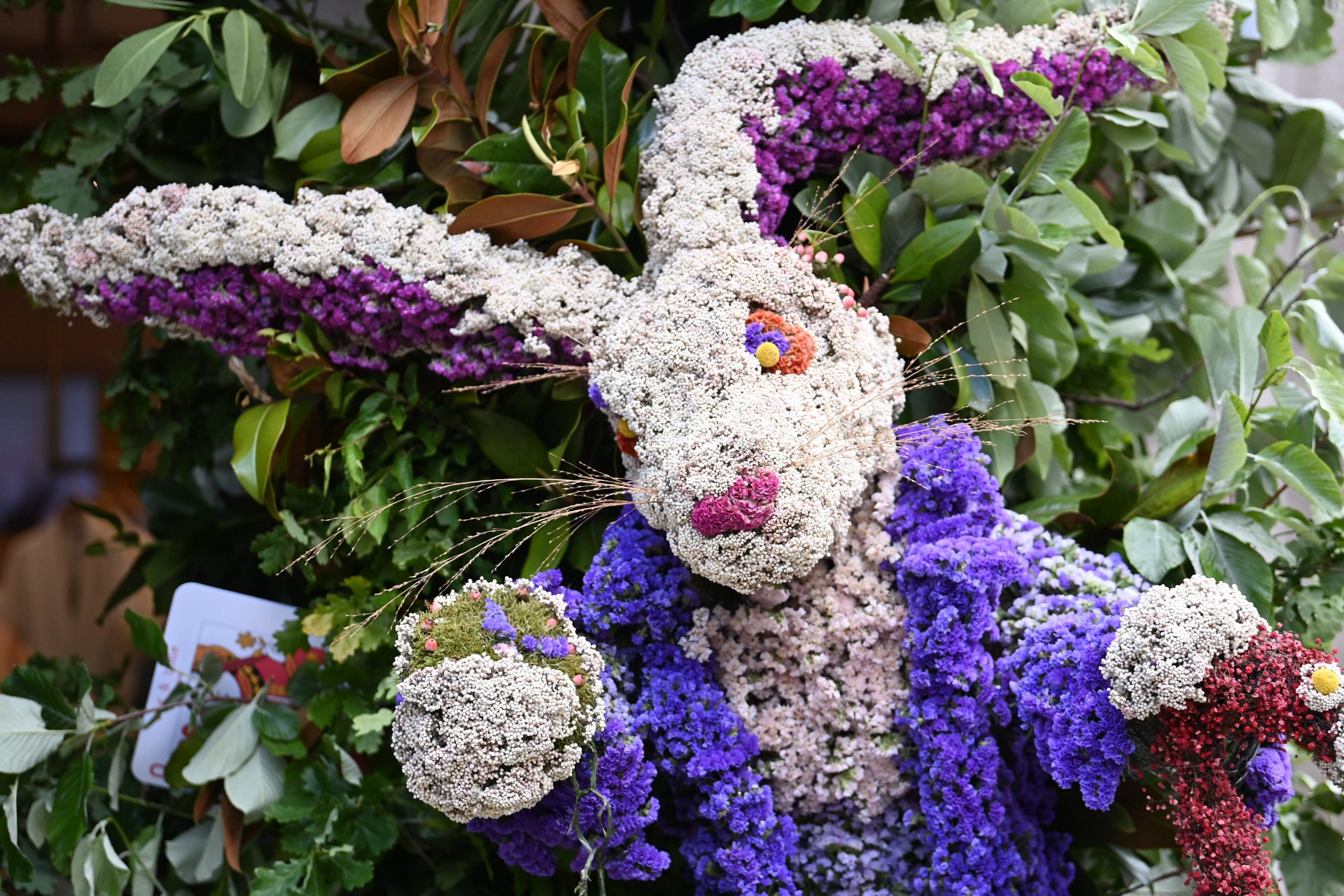 拼盘/切尔西花卉展