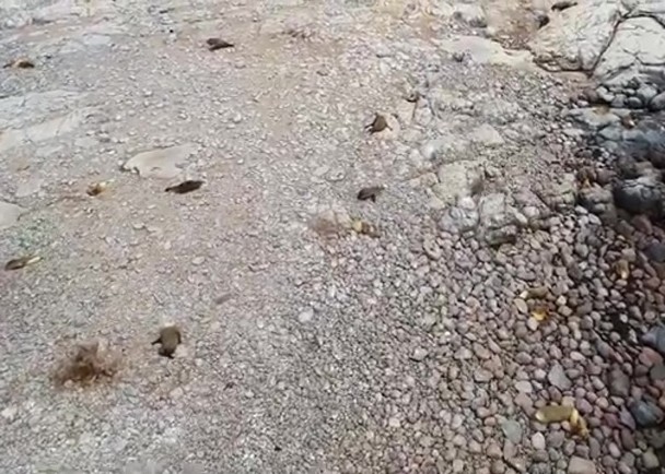 拼盘/南澳号召学生线上保育 识办航拍海狮影像