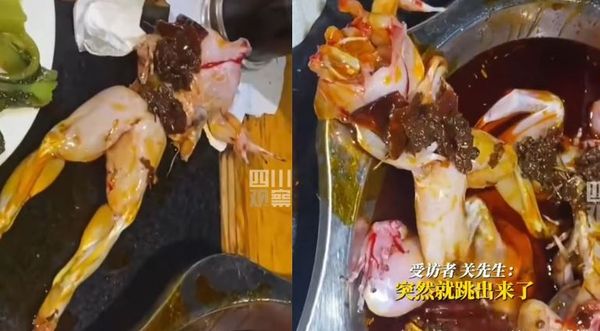 拼盘/无头牛蛙火锅中复活!双腿狂踢跳出生天最后还是被吃了