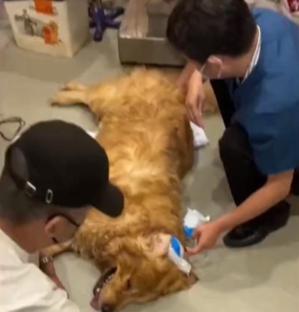 深圳体重45公斤黄金猎犬 疑洗澡后被硬塞小烘乾机中暑亡