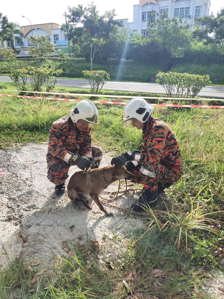 狗狗掉进4.5公尺深排水口 消拯员下水营救