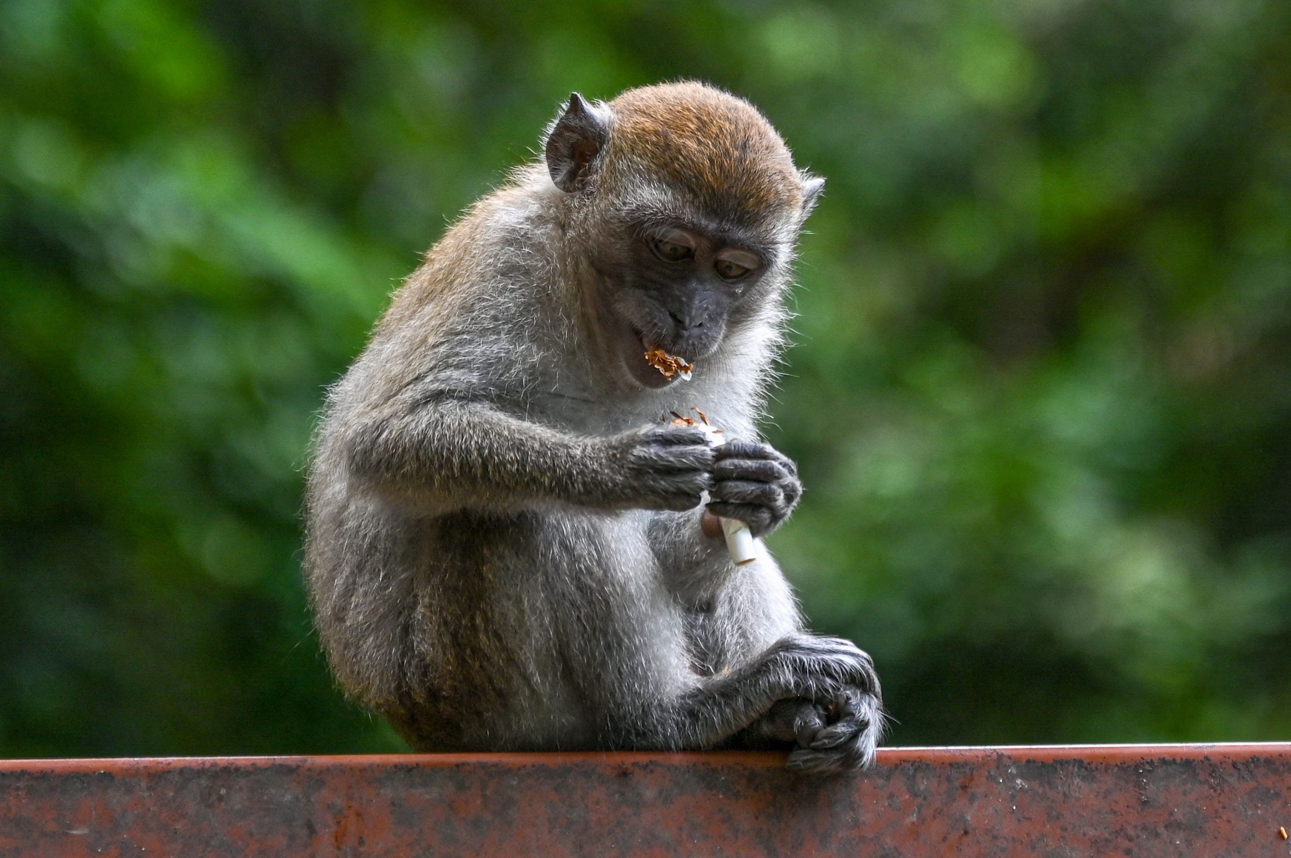 看世界／世卫：大型烟草公司对环境构成毁灭性影响