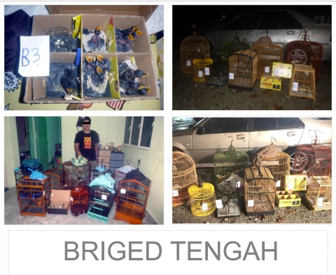 破走私野生动物集团 逮4人·起65只珍禽