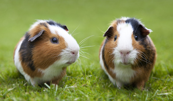 英国、欧盟建议猴痘患者避免接触宠物 这种动物更要当心