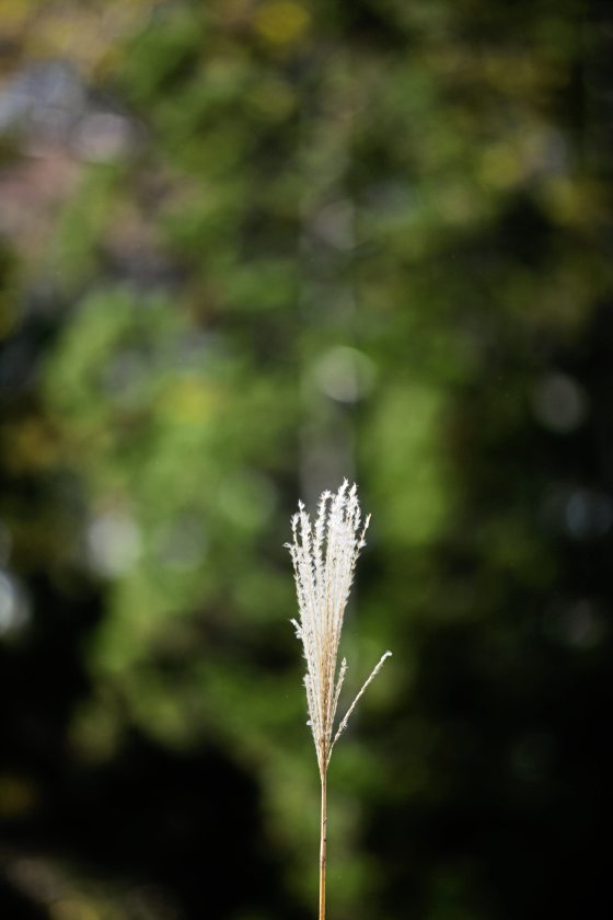 陈子韩／彩虹与野草