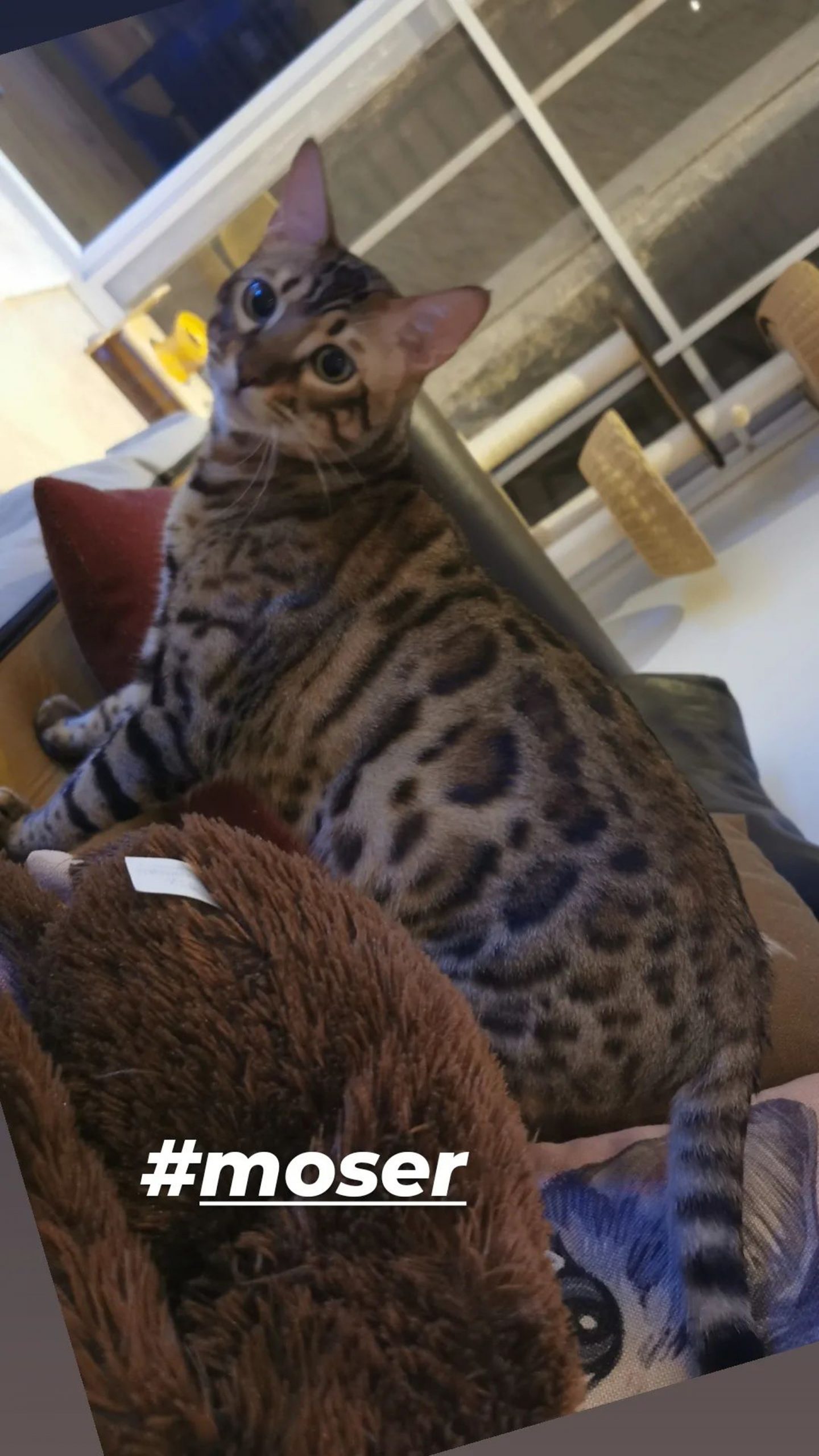 黎淑贤遭豹猫袭击 全身血迹斑斑紧急入院