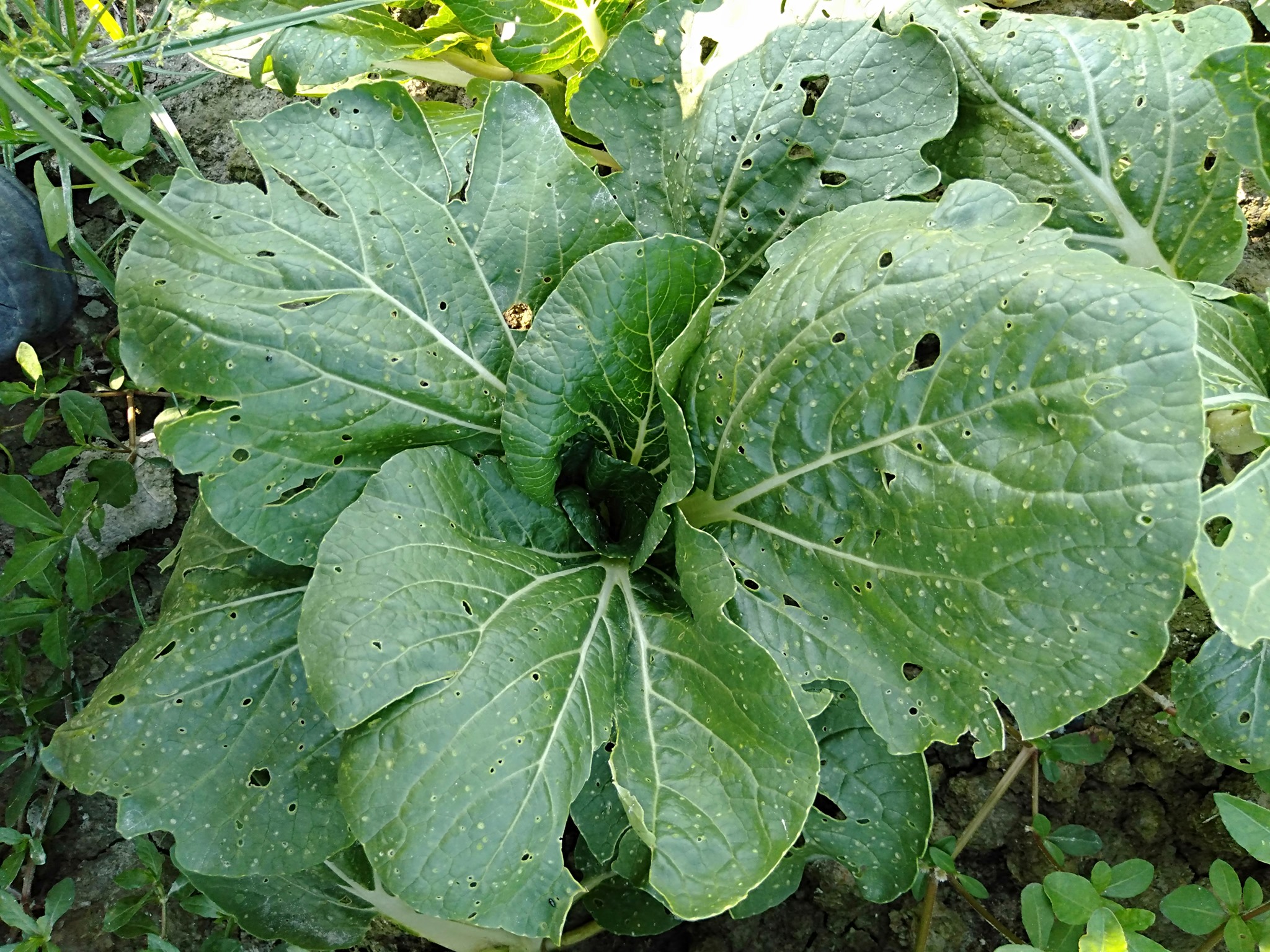 （29/5）有故事的人-吴锦雄（农夫）减用农药 吃下健康食物