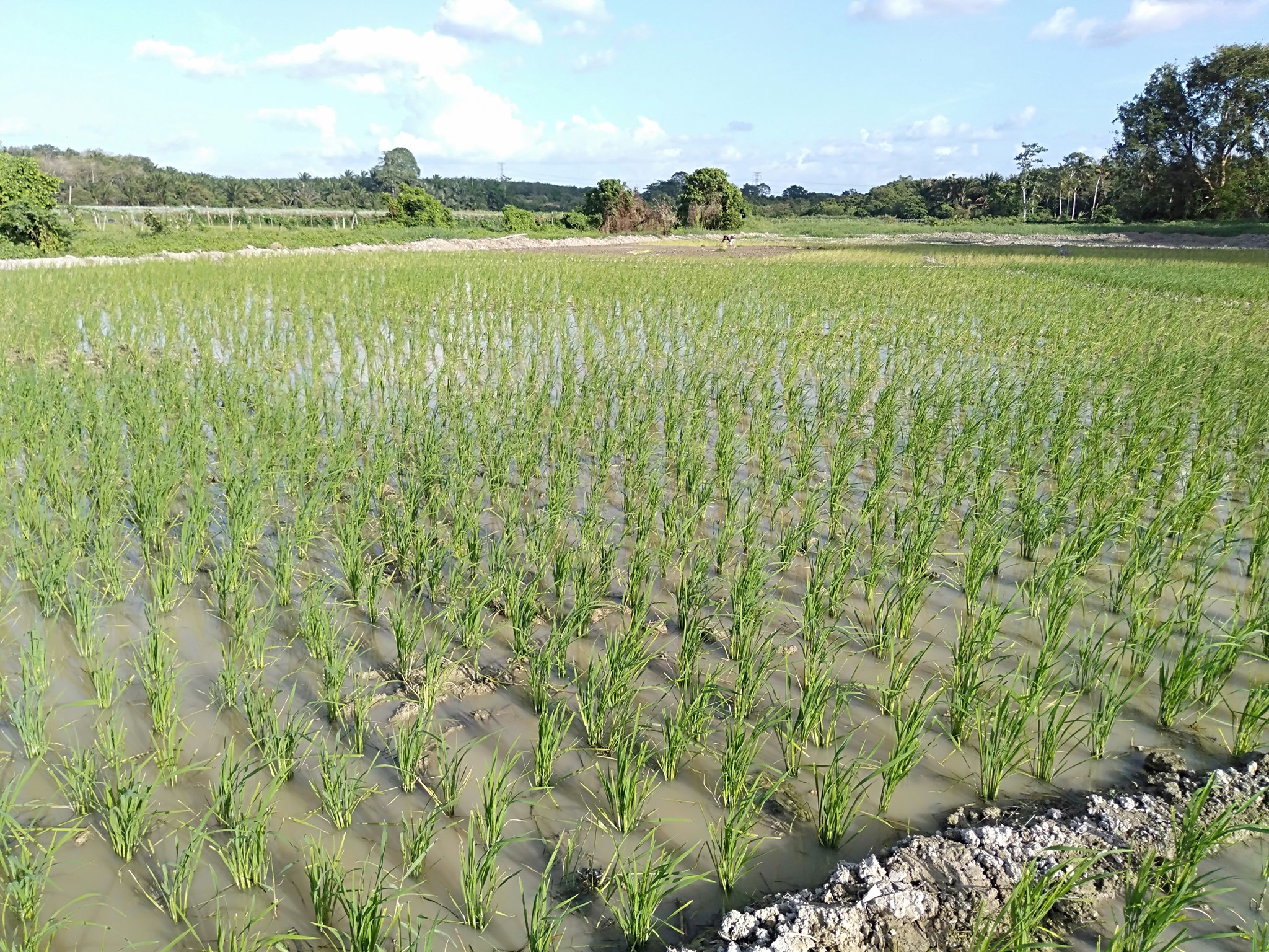 （29/5）有故事的人-吴锦雄（农夫）减用农药 吃下健康食物