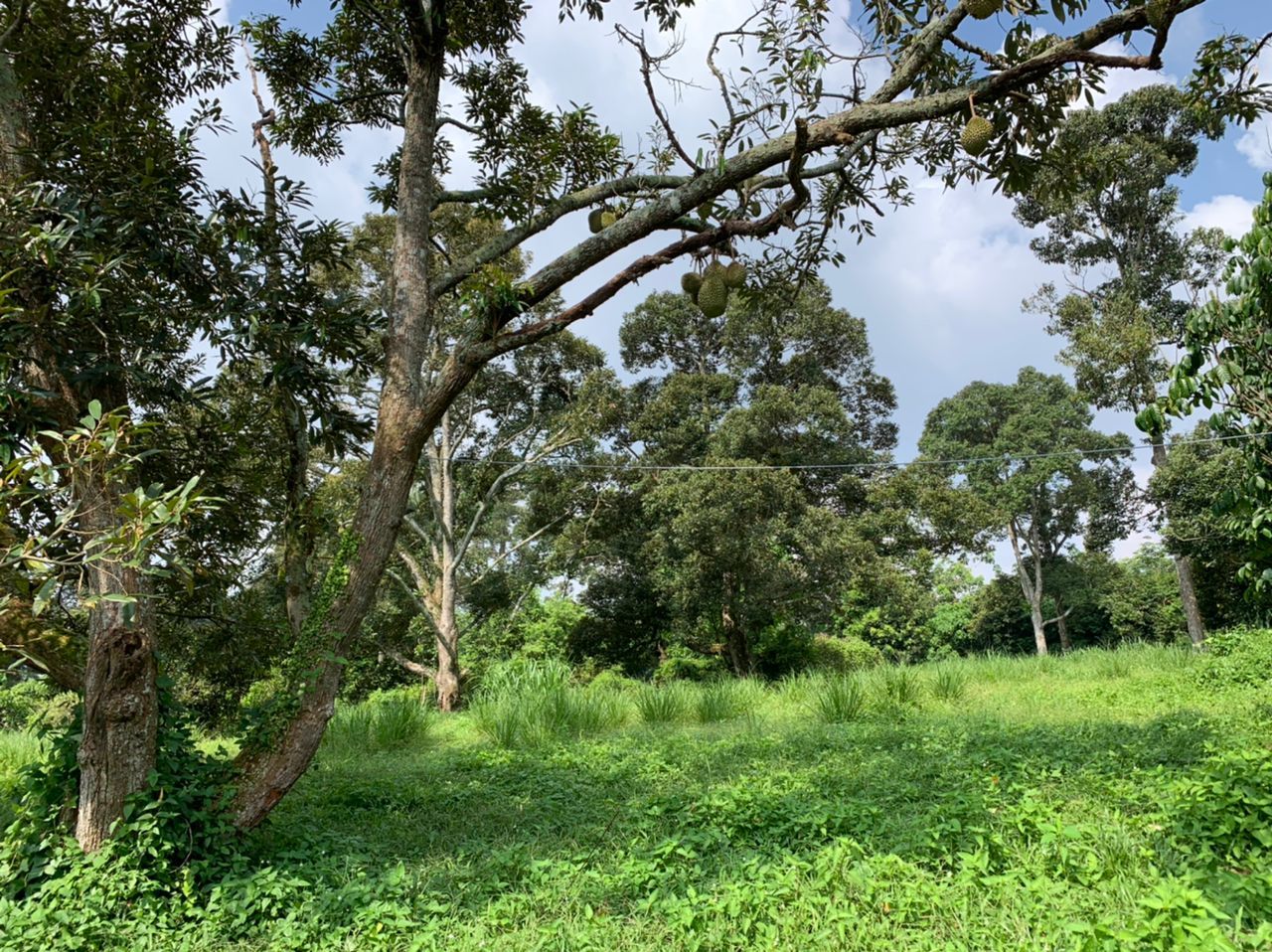 （29/5）有故事的人-吴锦雄（农夫）减用农药 吃下健康食物