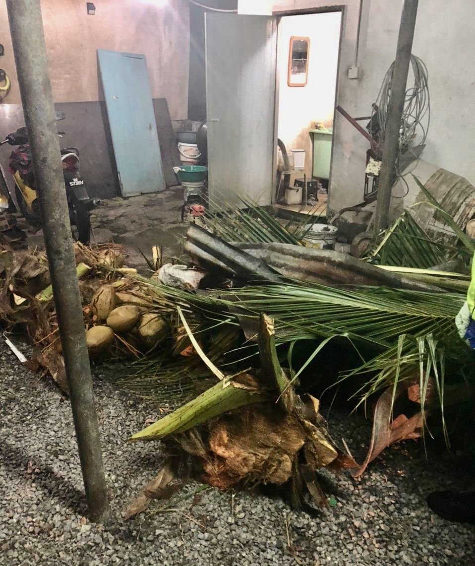 (全国版)椰树倒,吓死人