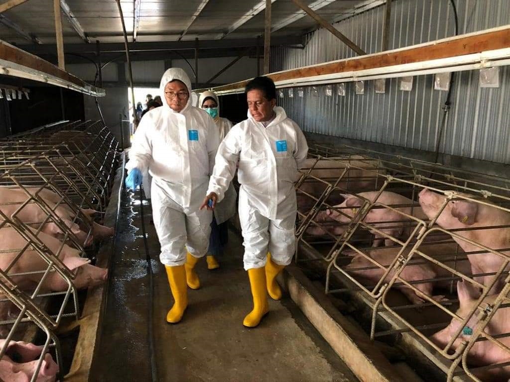 (全国版)沈志勤:猪肉价格暴涨有数因