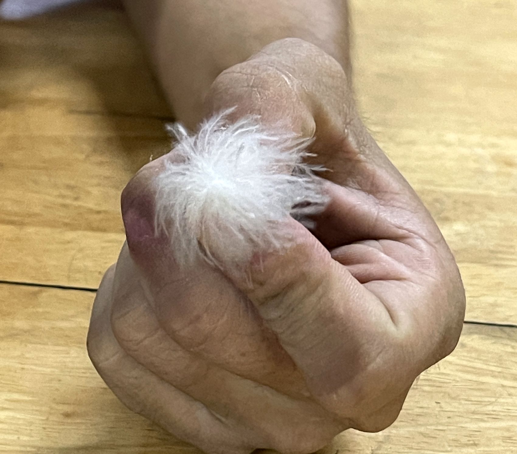 （古城封底主文）【带你去找爱】：放飞鹦鹉的爱