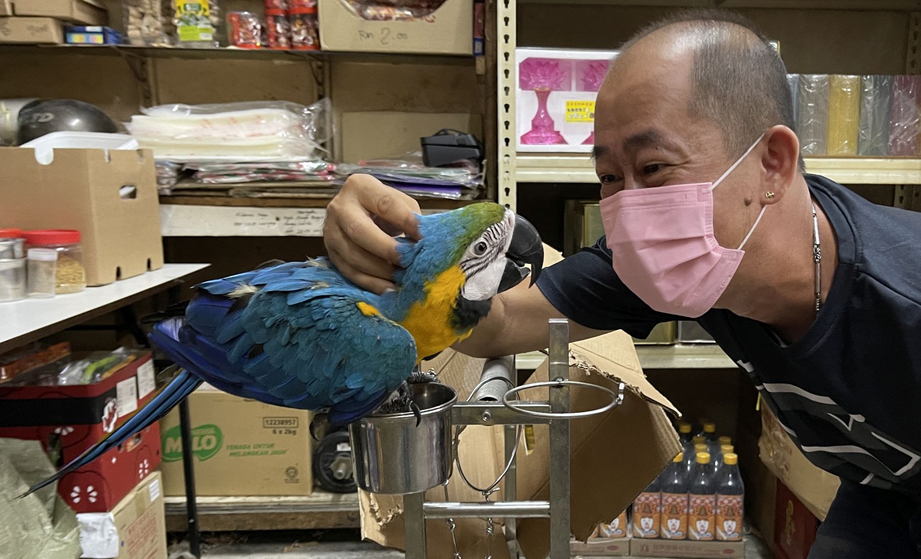 （古城封底主文）【带你去找爱】：放飞鹦鹉的爱