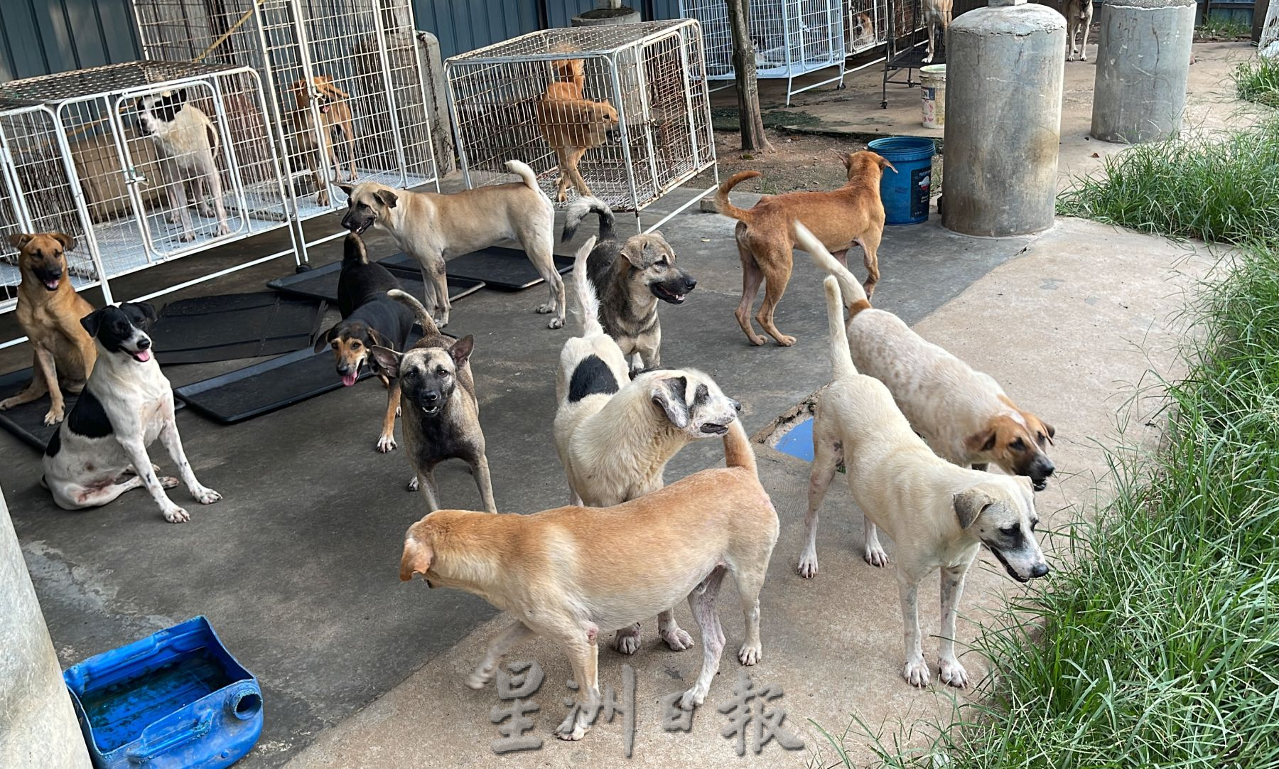 (古城封底主文)【带你去找爱】:浪浪的重生