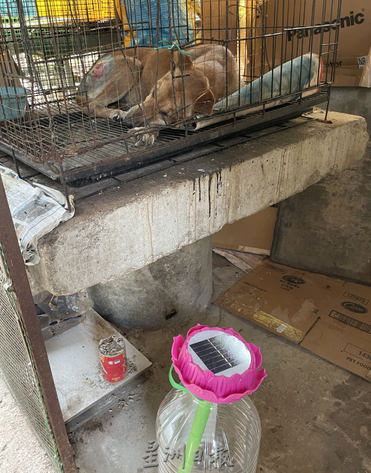 （古城封底主文）【带你去找爱】：浪浪的重生