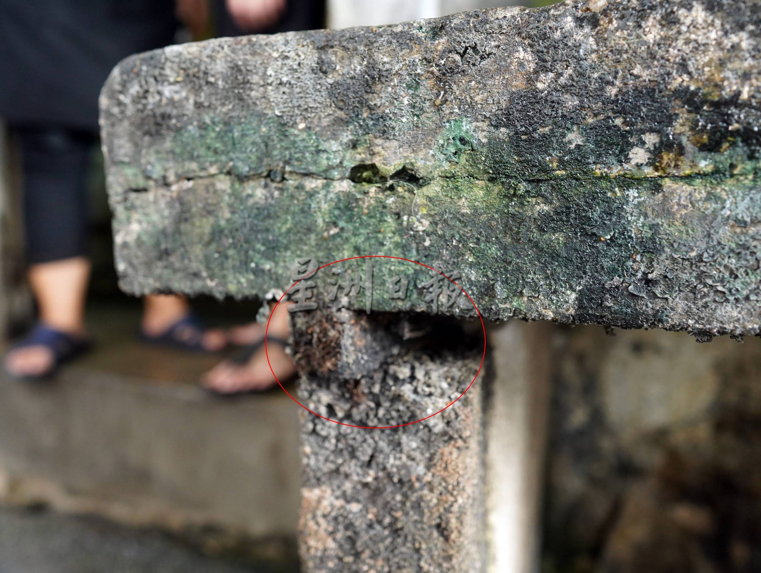 (古城封面主文)默迪卡再也花园80至90%单位地底呈空,匿藏蛇鼠