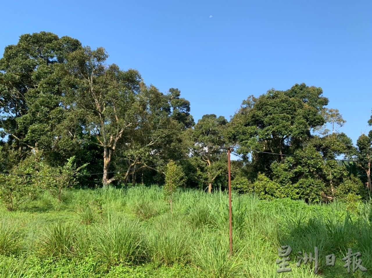 (古城第二版主文)友善农耕法种植榴梿 减少对大自然的破坏