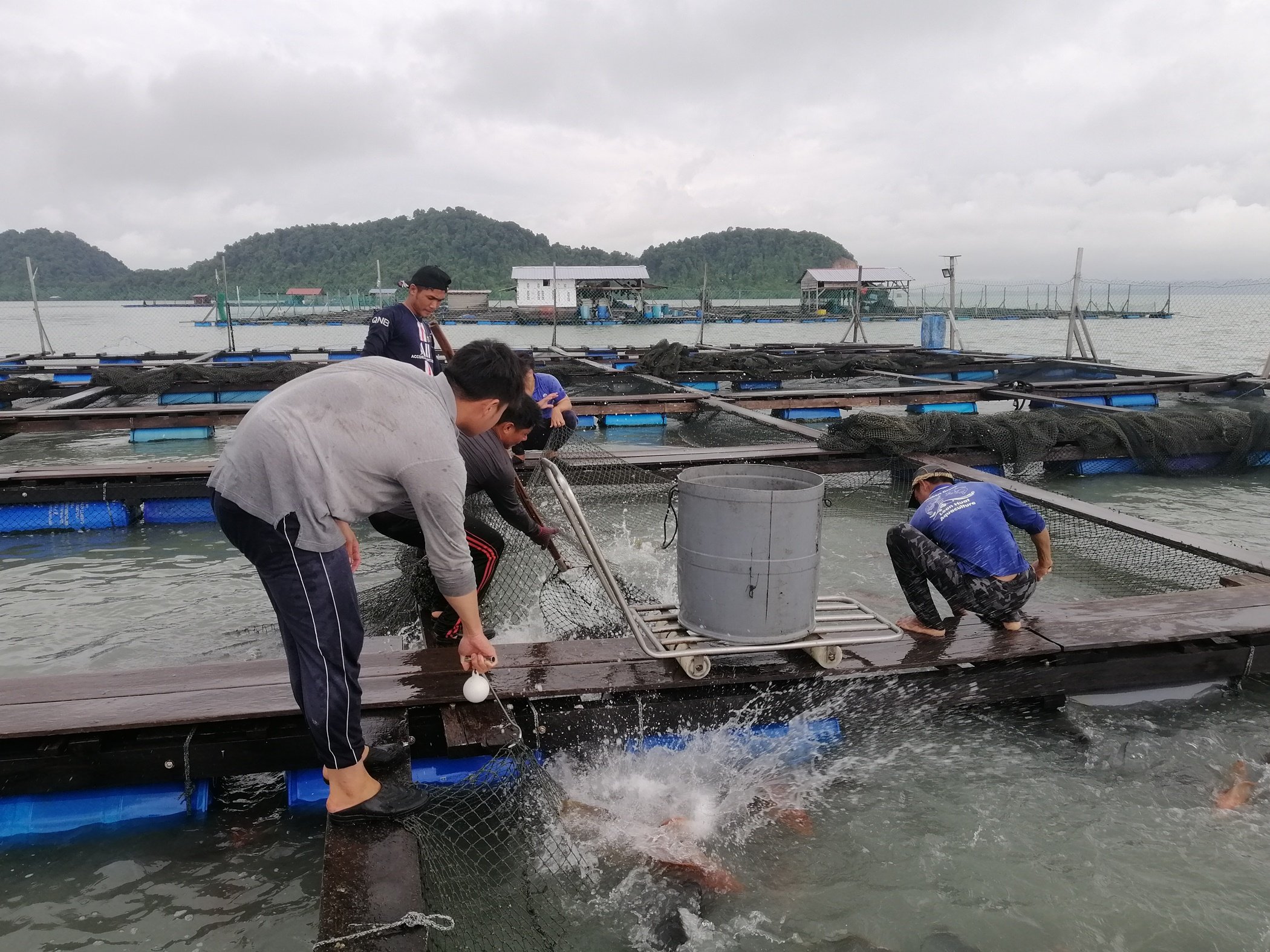 (大北馬)1公斤左右龍虎斑嚴重缺貨