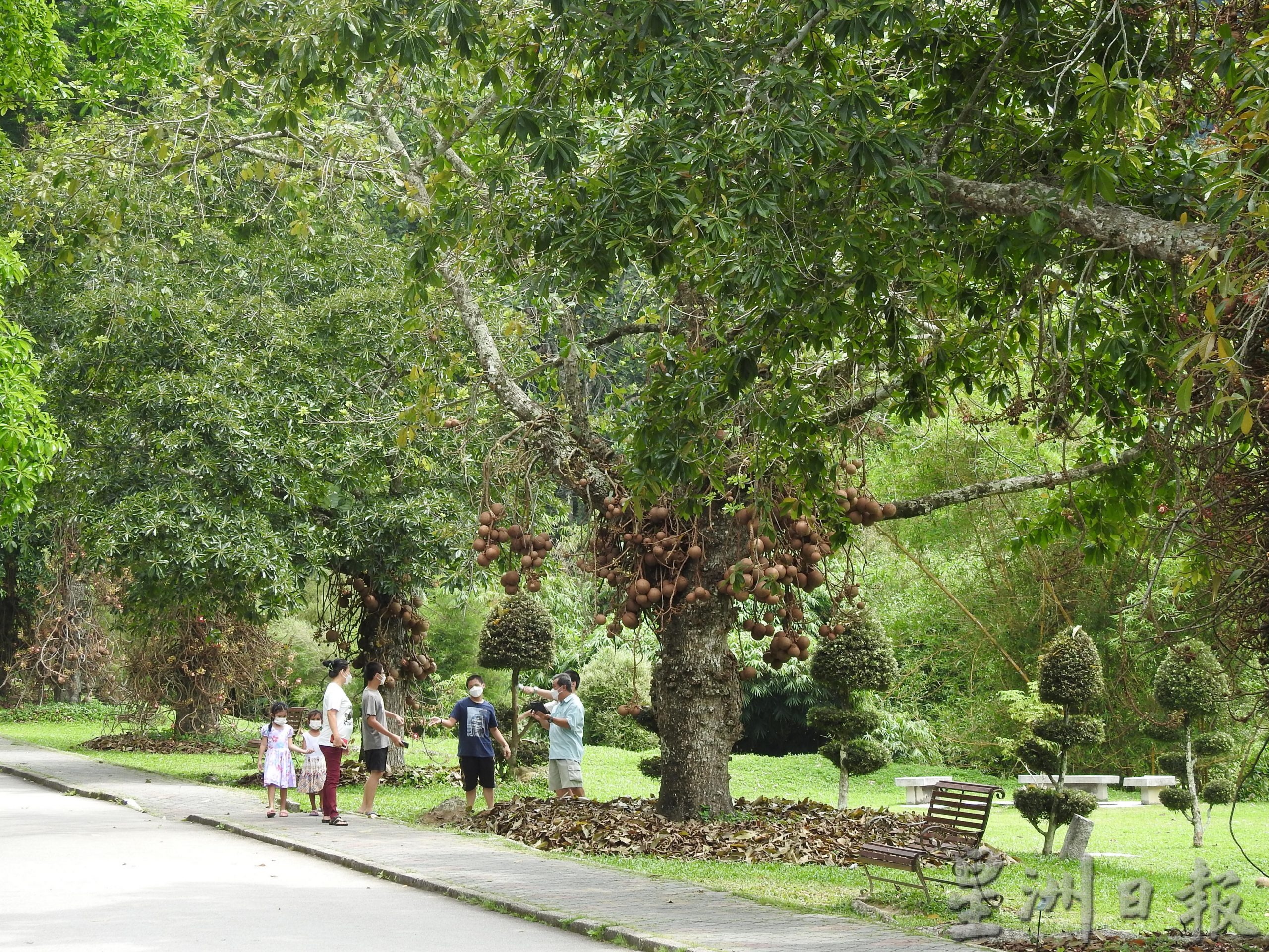 （大北马）游客脱下口罩呼吸百年植物园清新的空气