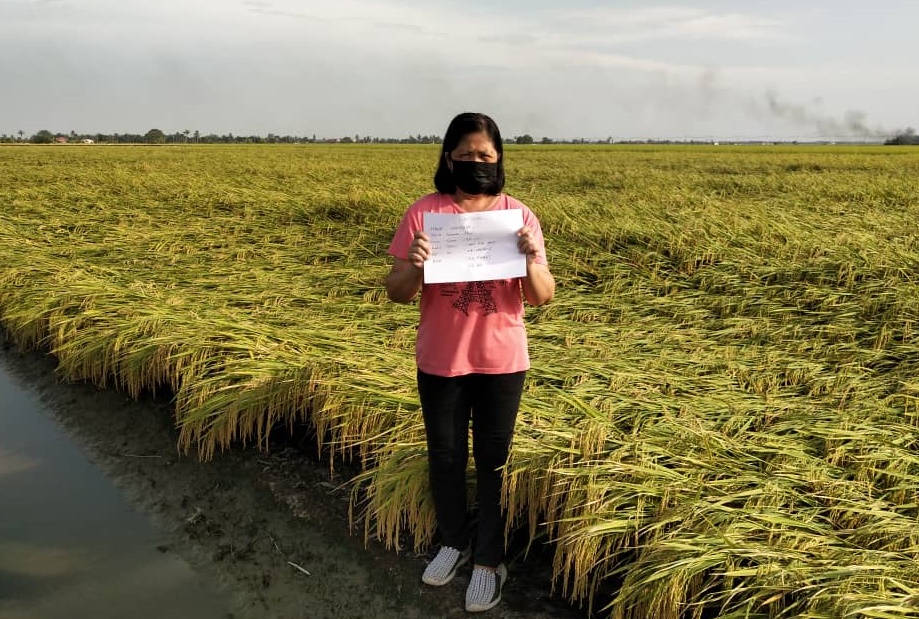 (大都会)适耕庄稻田收成受打击