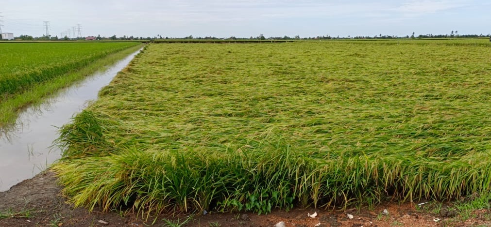 (大都会)适耕庄稻田收成受打击