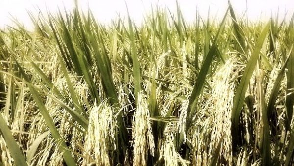 Increase strategic grain reserve and optimize our agricultural policy