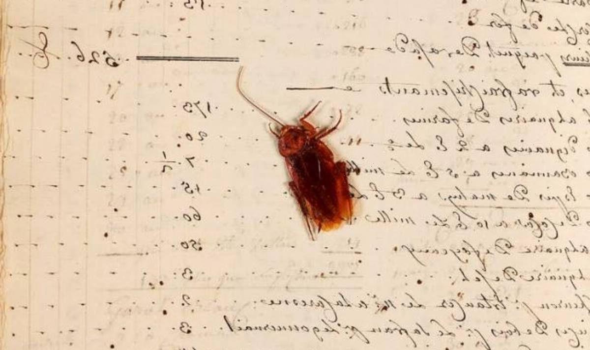 18世纪账簿藏蟑螂乾尸 见证奴隶贸易历史