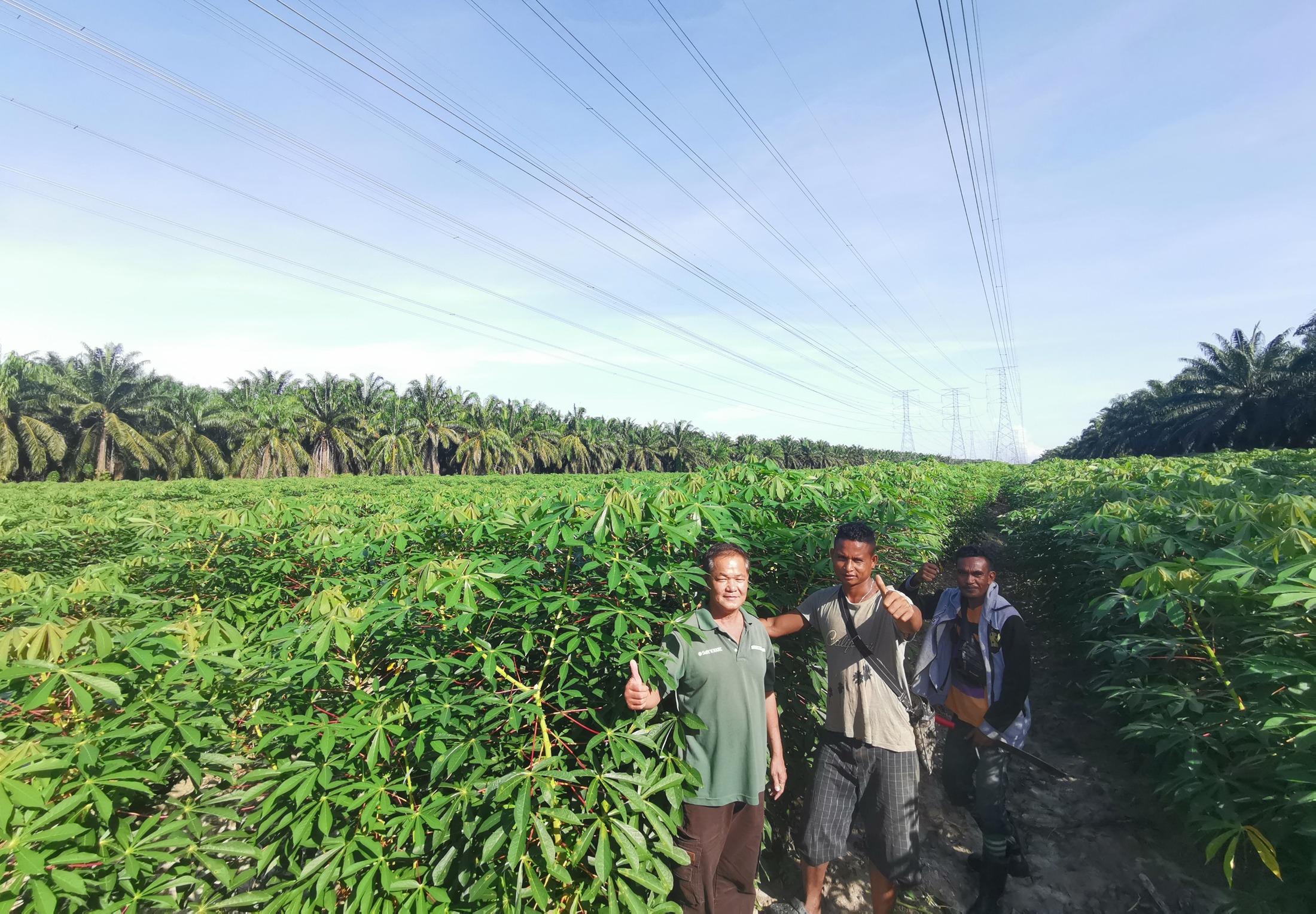 ★6月20日刊登/大霹雳封底主文/【农的传人】/木薯种植低风险 成曼绒农人新好