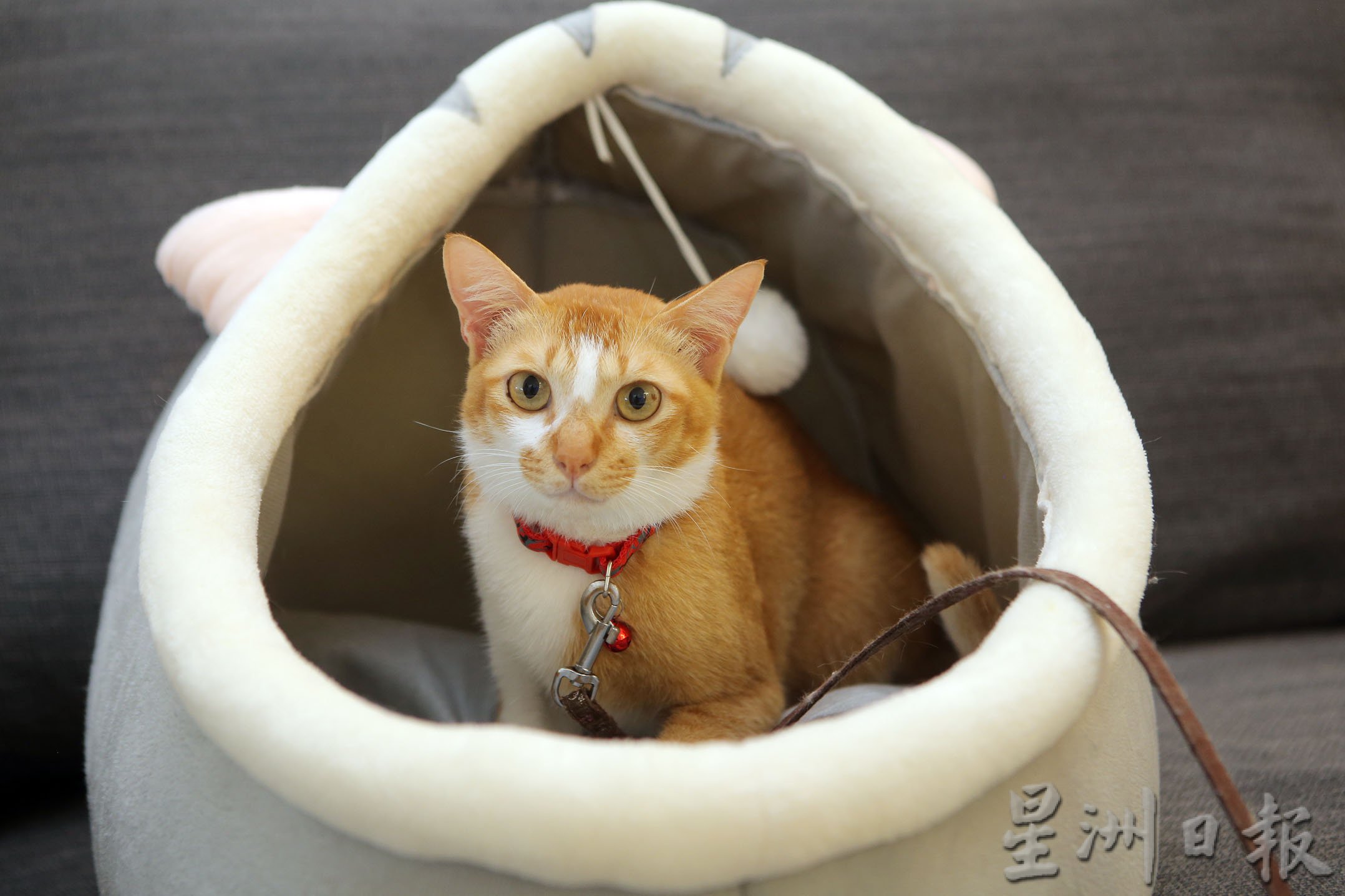★6月4日刊登／大霹雳封底主文／【我家萌宠】／流浪自来猫被收养找到家 小主人最爱辛巴
