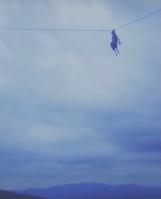 中国四川现羊挂高压电缆奇景