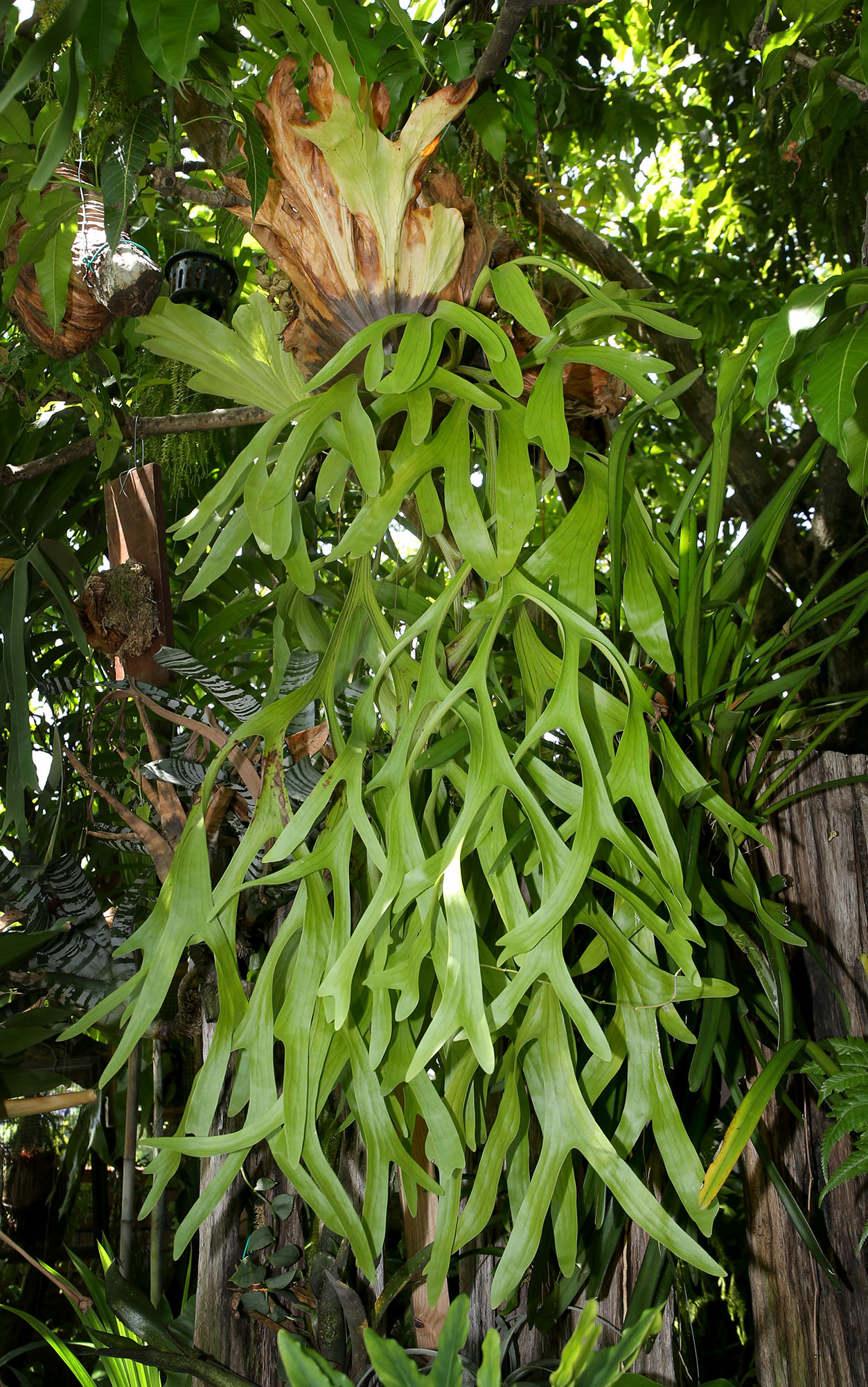 乐活频道 | 室内设计师细心培植各品种 种鹿角蕨考验耐心