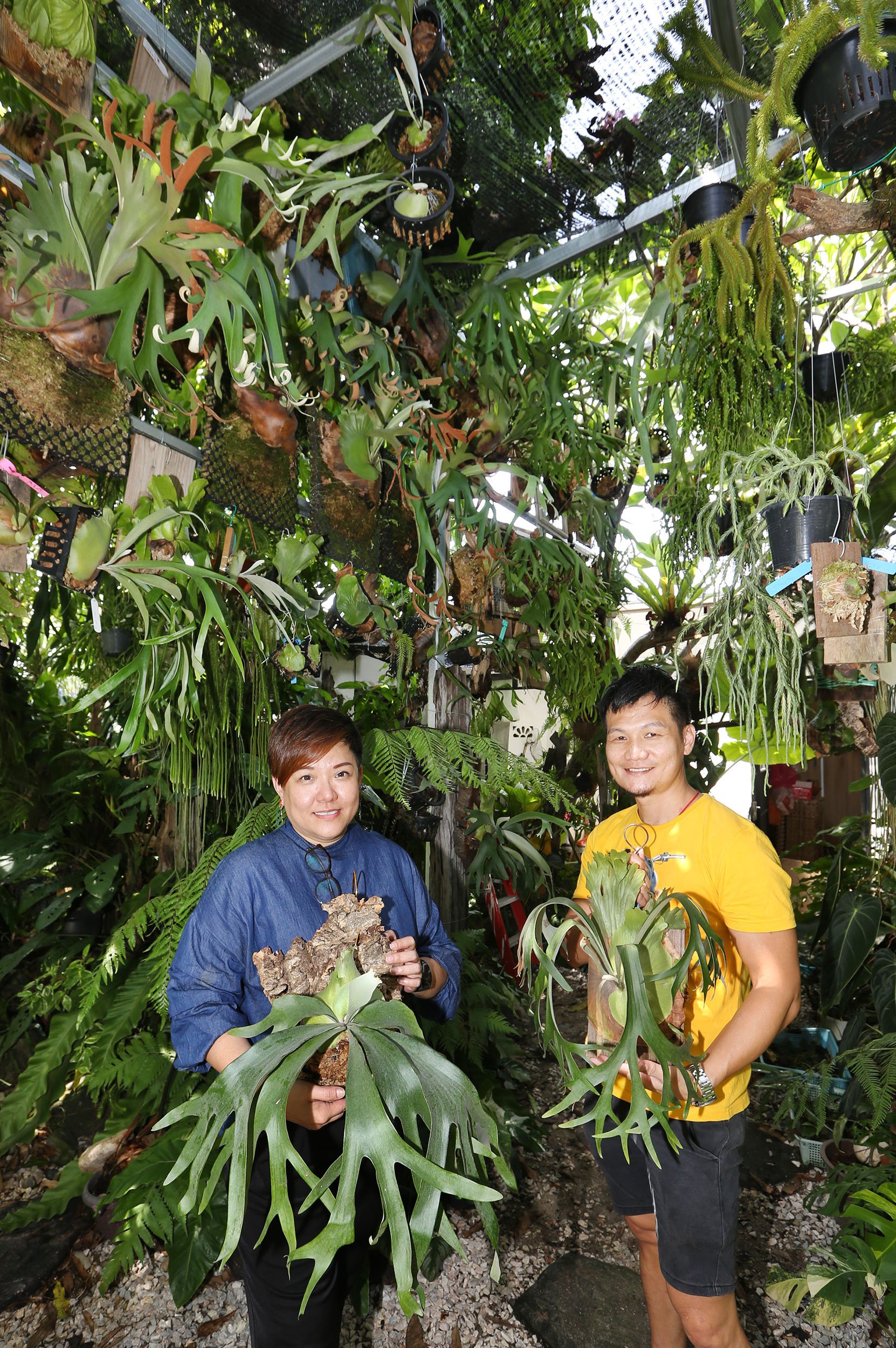 乐活频道 | 室内设计师细心培植各品种 种鹿角蕨考验耐心