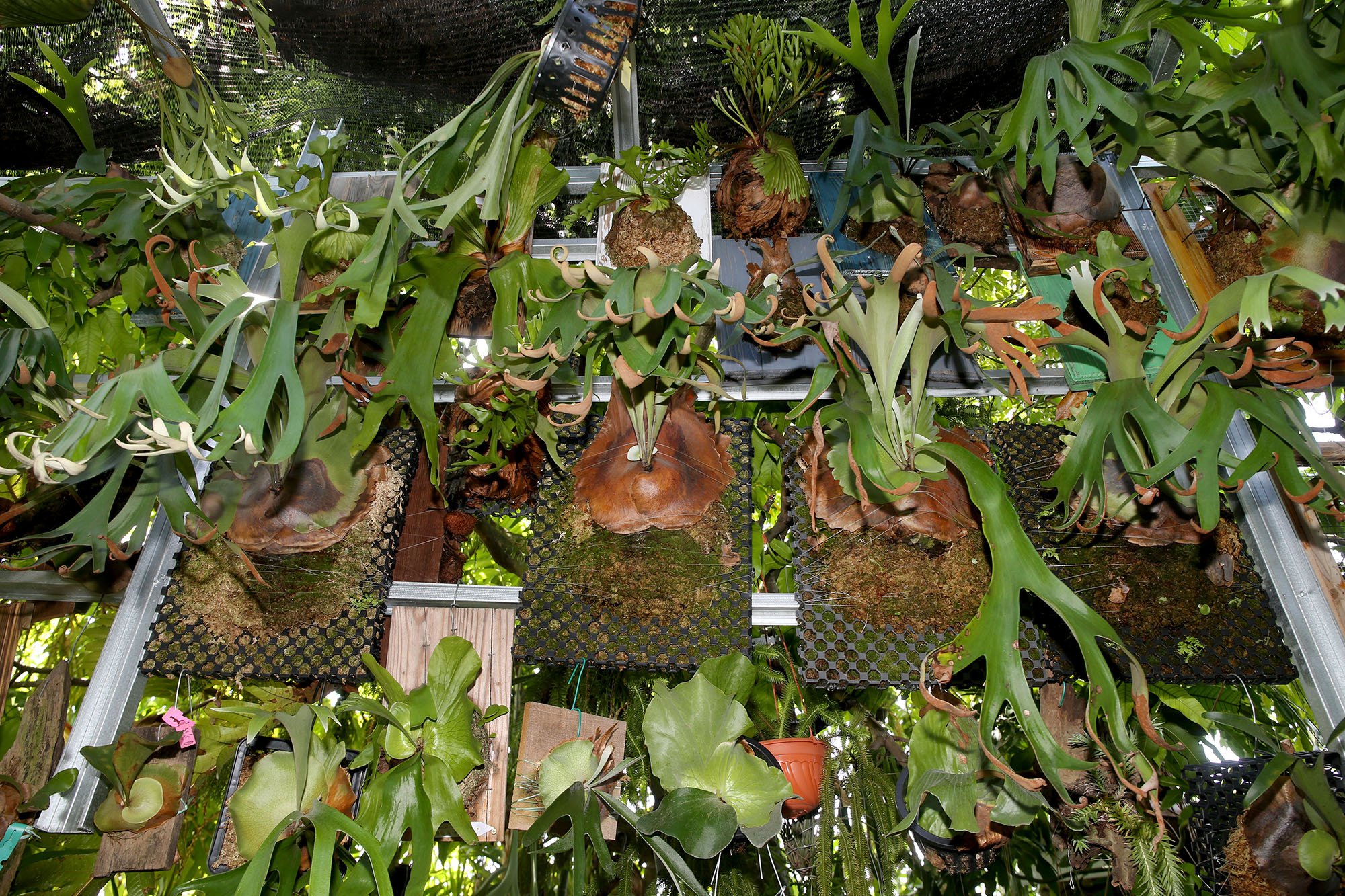 乐活频道 | 室内设计师细心培植各品种 种鹿角蕨考验耐心