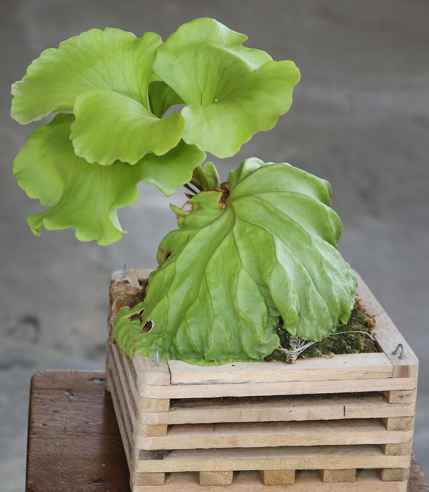 乐活频道 | 室内设计师细心培植各品种 种鹿角蕨考验耐心