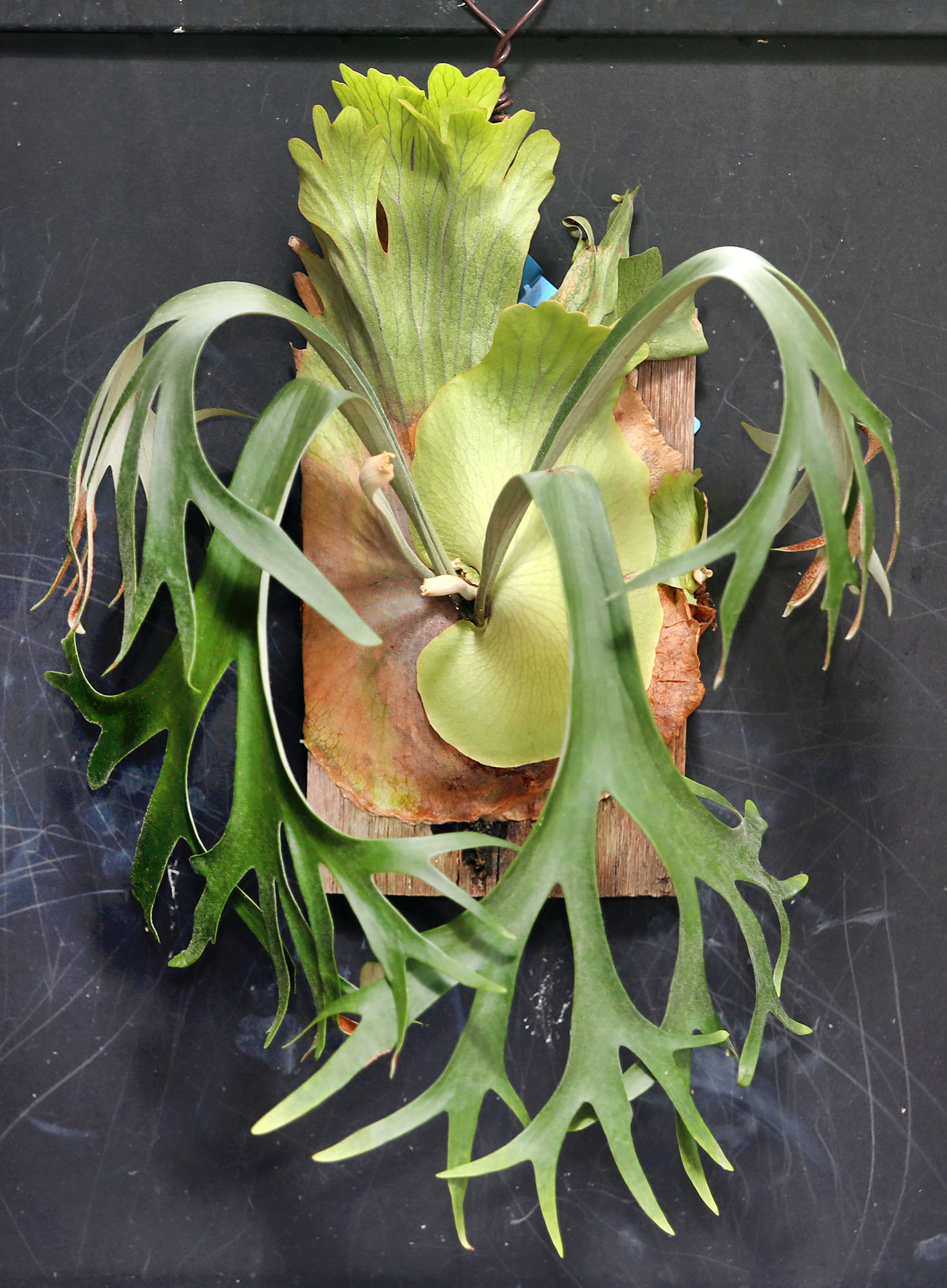 乐活频道 | 室内设计师细心培植各品种 种鹿角蕨考验耐心