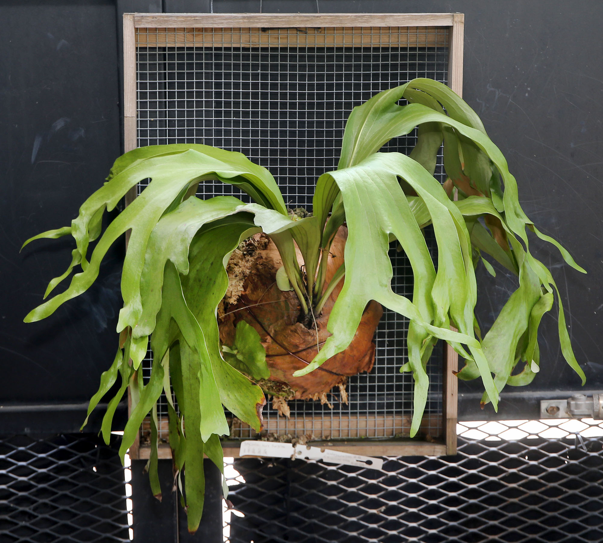 乐活频道 | 室内设计师细心培植各品种 种鹿角蕨考验耐心