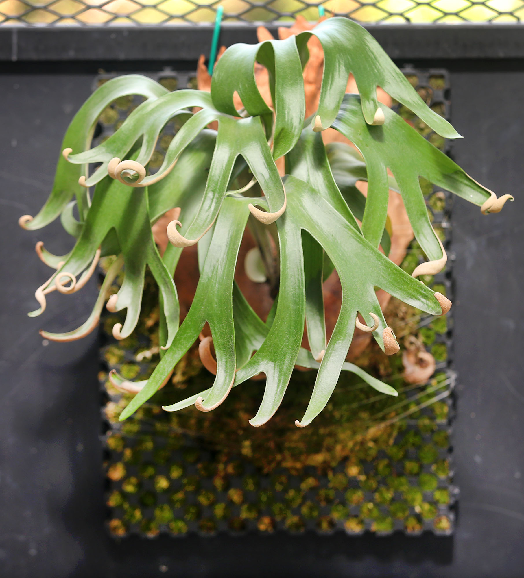 乐活频道 | 室内设计师细心培植各品种 种鹿角蕨考验耐心