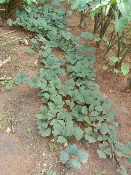 交大都会：有故事的人（6月14日）：行管令无法外出，李玉然打造家居菜园