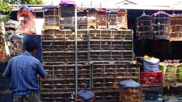 从观赏到维护，庄翠玲为野鸟请命