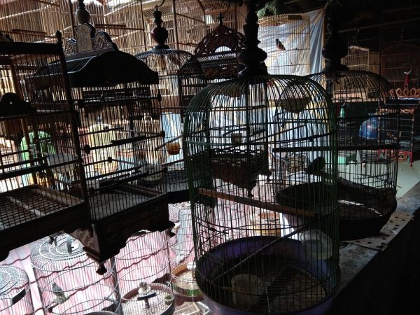 从观赏到维护，庄翠玲为野鸟请命