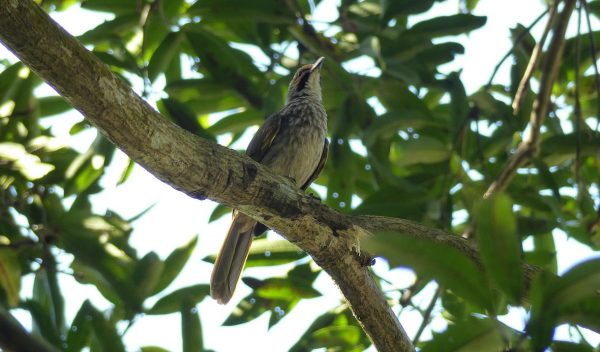从观赏到维护，庄翠玲为野鸟请命